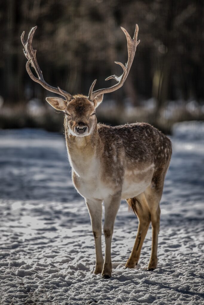 Hunting Season Safety - for Hunters and Non-Hunters